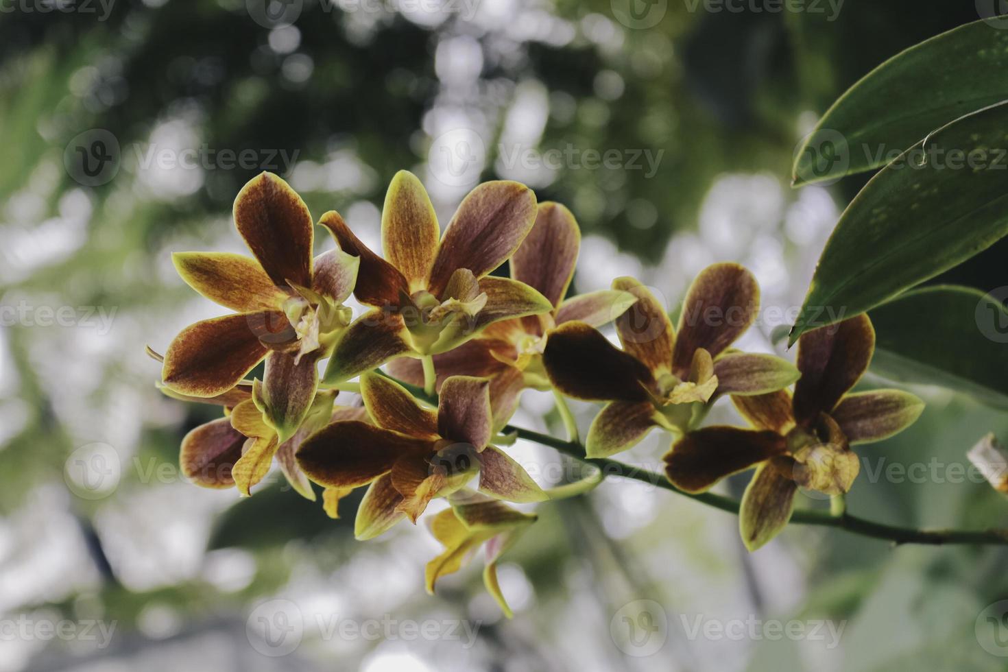 Catasetum Orchids, one of the most unique orchids hybrid. photo