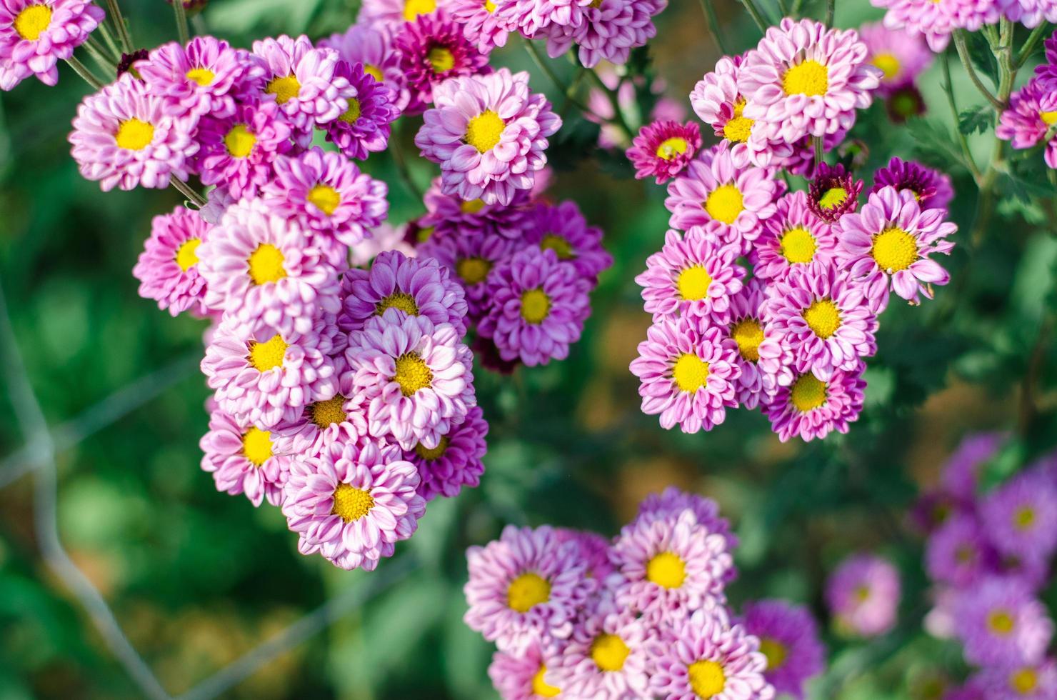 crisantemos morados dulces que florecen en el jardín foto