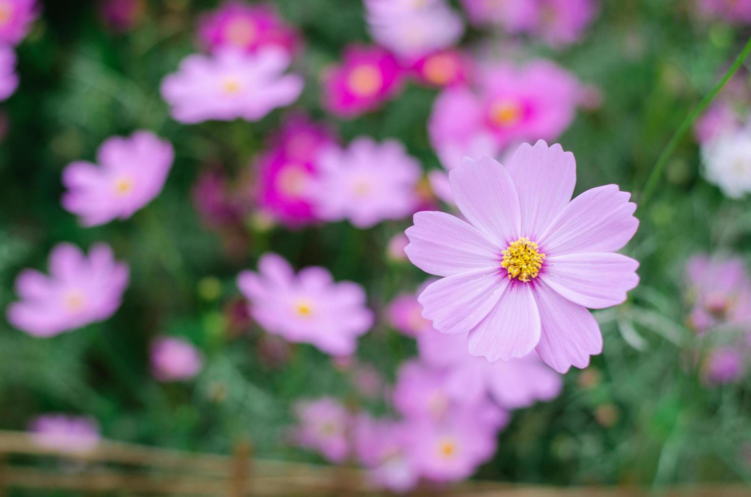 Pink cosmos flowers blooming in the garden. photo