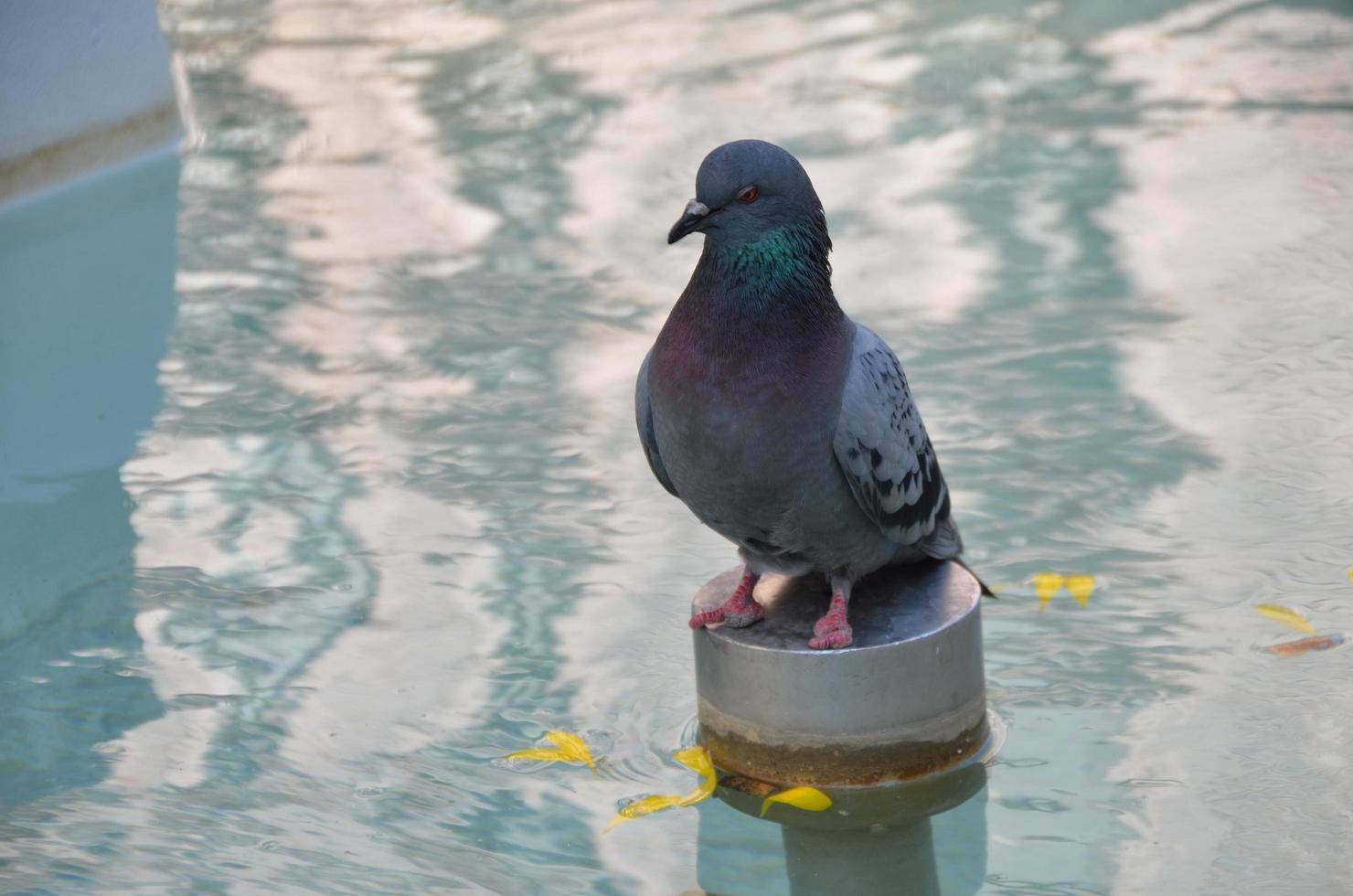 dove sitting in a fountain photo