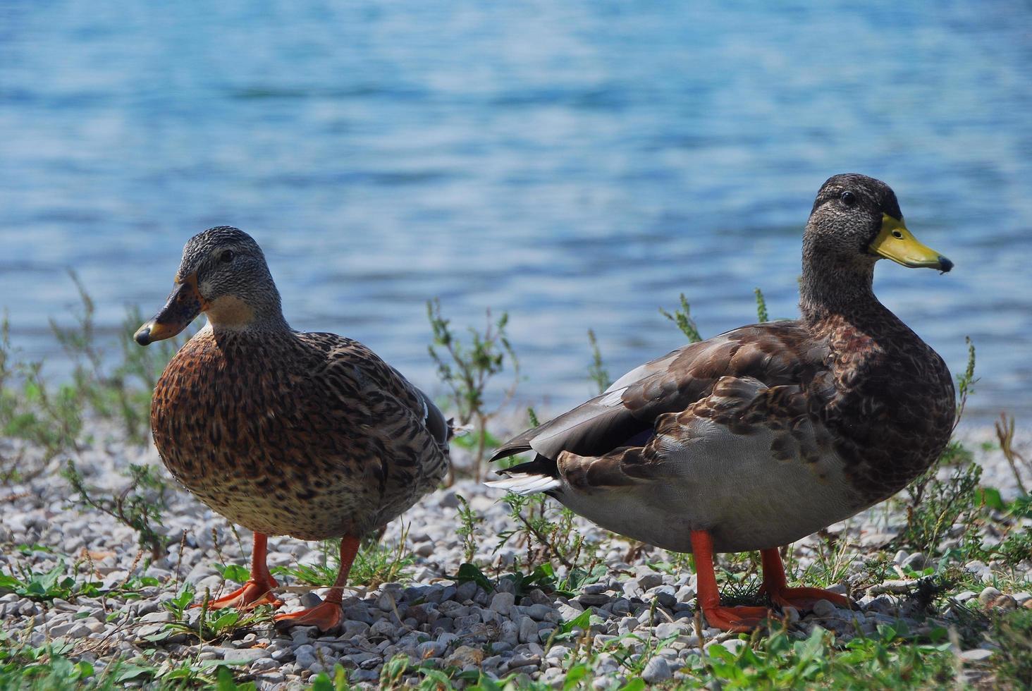 dos patos en la playa desde un lago foto