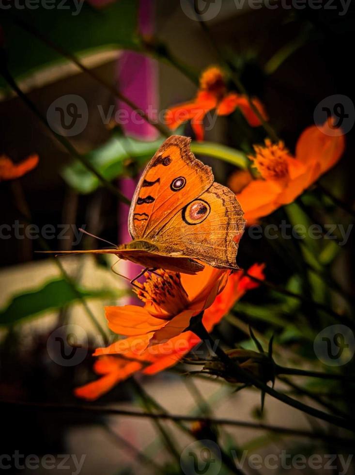 mariposa sentada en flor, enfoque selectivo. foto de alta calidad