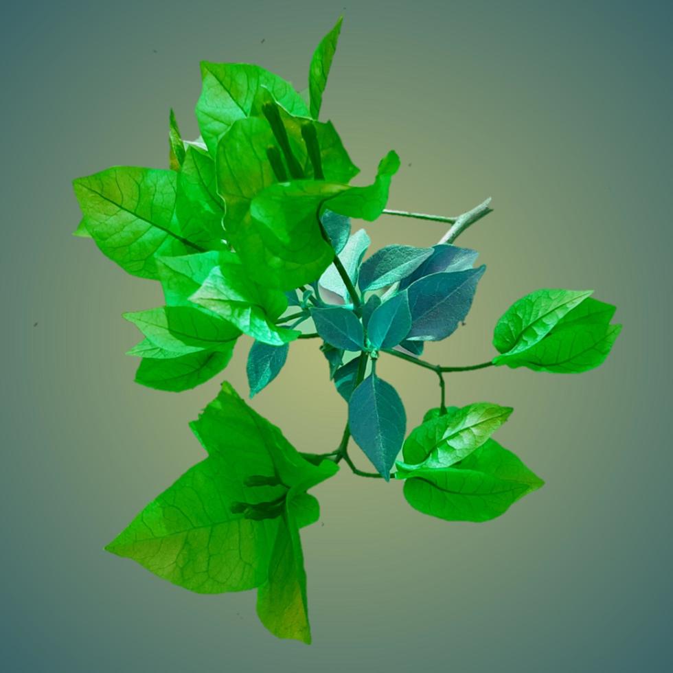Spring blooming paperflower photo