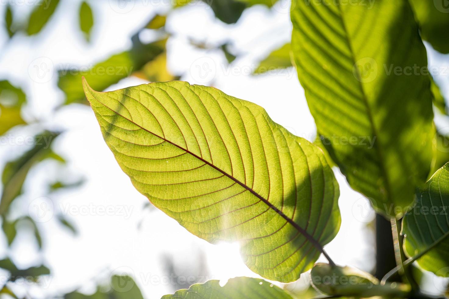 Kratom Mitragyna speciosa green Is a type of drug photo