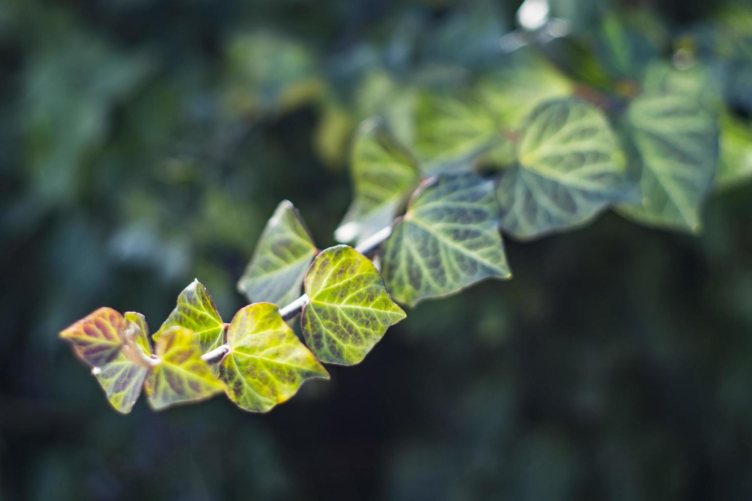 Curly Ivy in Spring. spring background photo