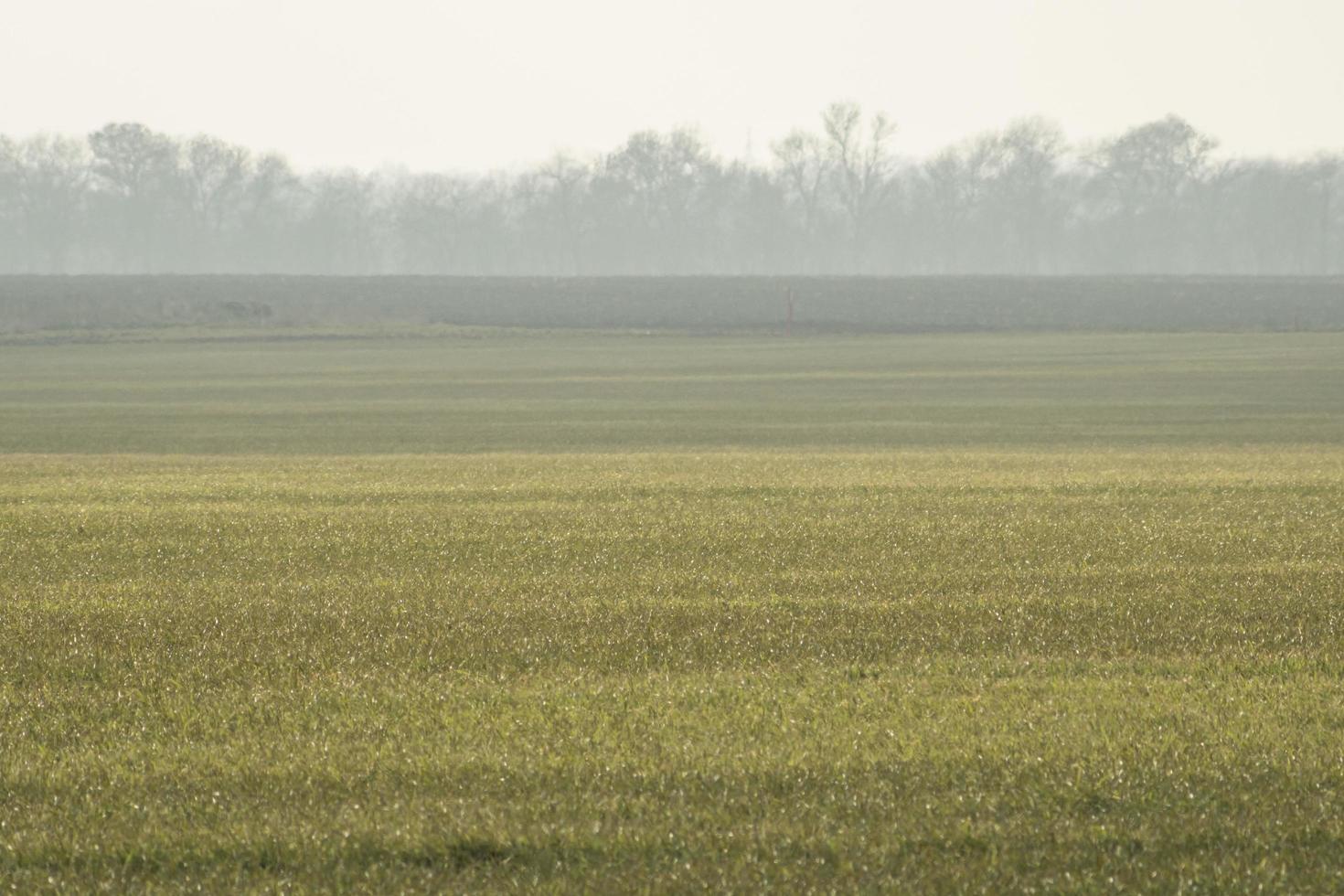 field with young wheat and fog over the field photo