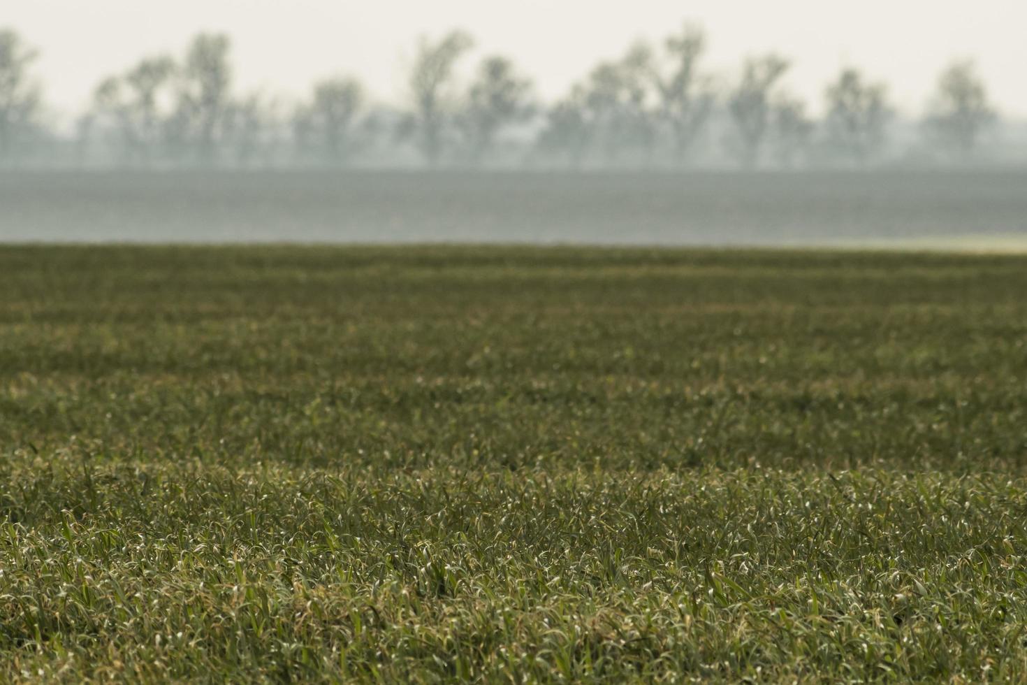 field with young wheat and fog over the field photo