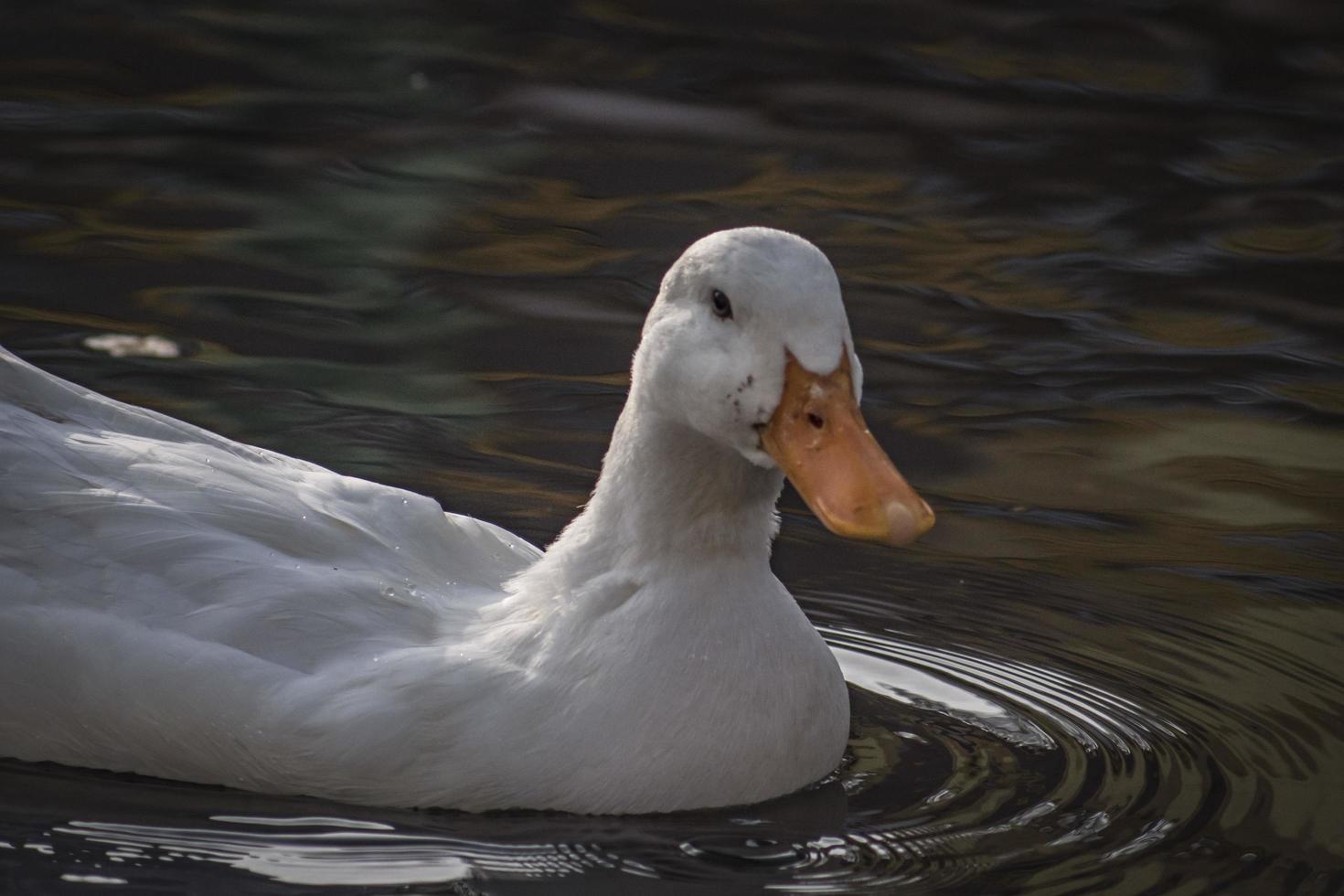 white duck swims in a pond, close-up photo