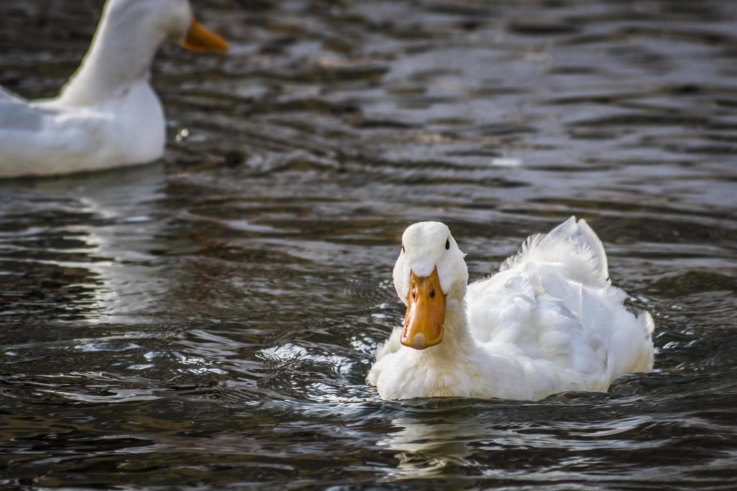 white duck swims in a pond, close-up photo