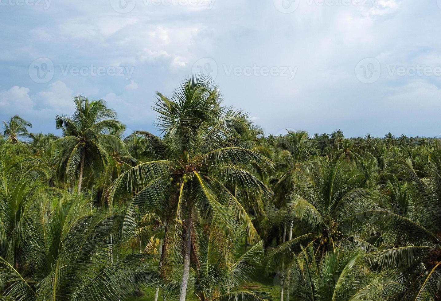 Coconut palm trees in row photo
