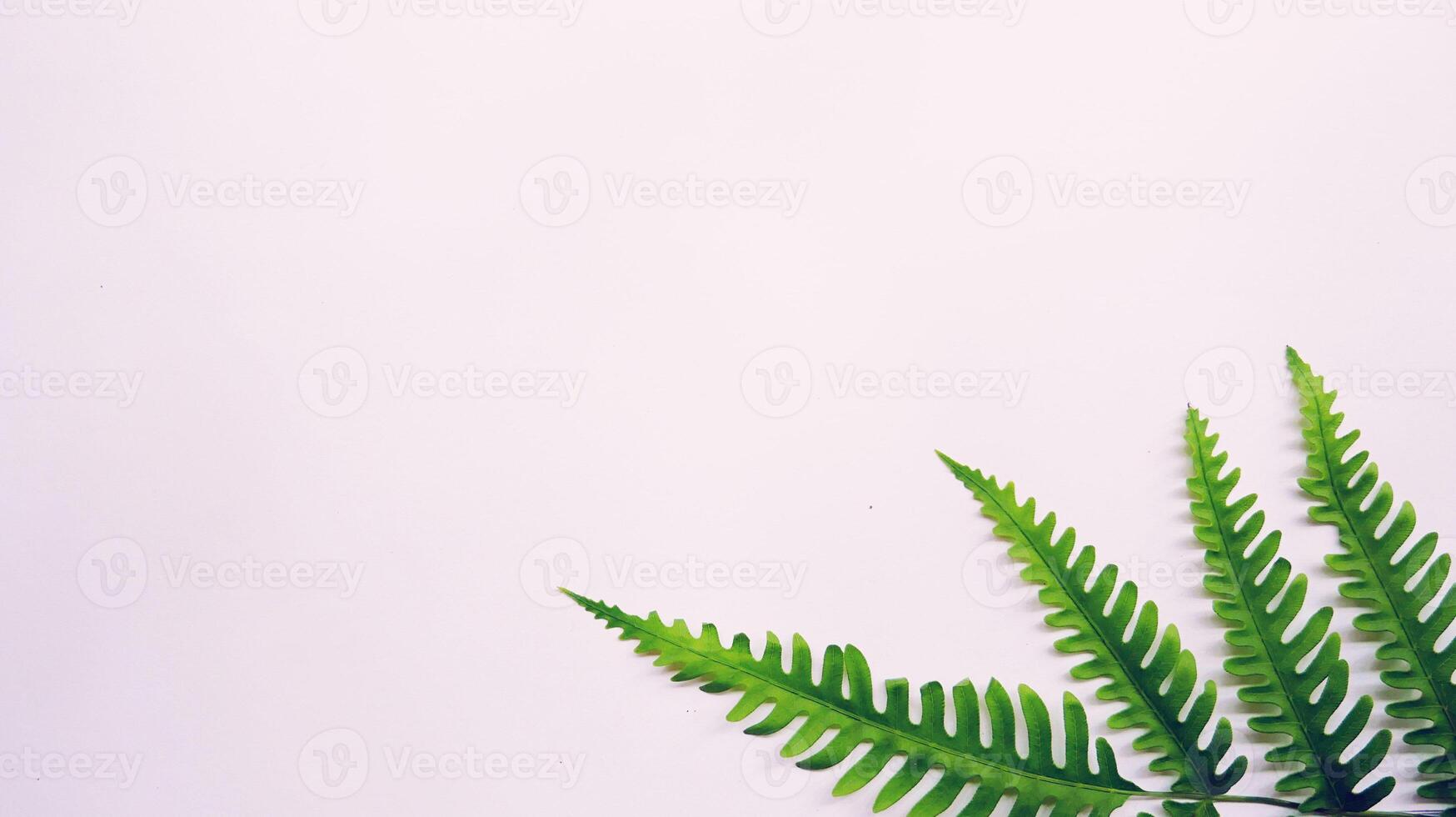 Real tropical leaves on white backgrounds.Botanical nature concepts.flat lay design photo