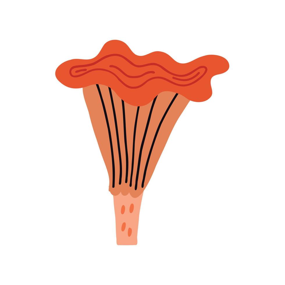 Red chanterelle mushroom vector