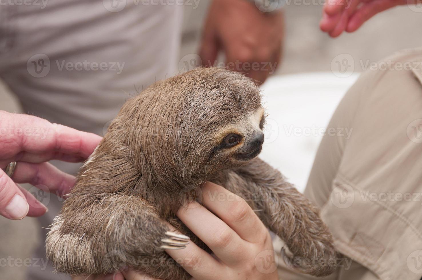 Three-toed sloth in a rain forest market photo
