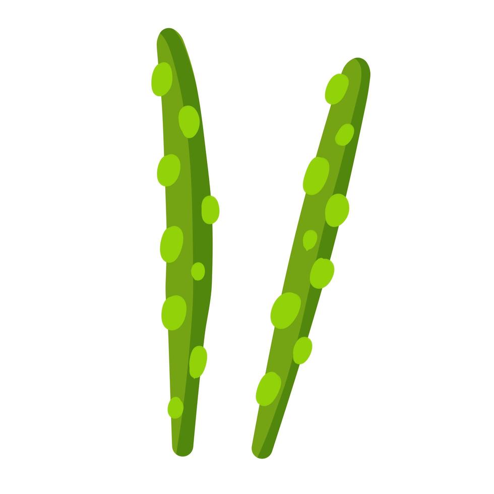 Asparagus. Healthy food ingredient. Green plant. vector