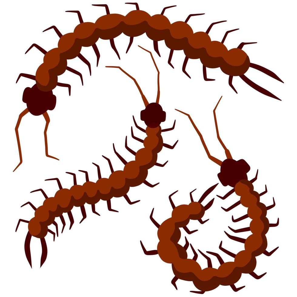Earwig. Nasty insect. Centipede and millipede vector