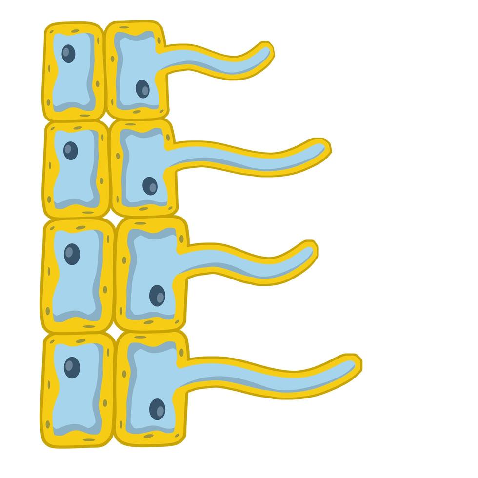 Cells of living things vector