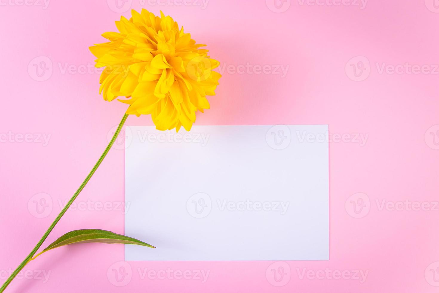 Blank greeting card and yellow flower on pink background. photo