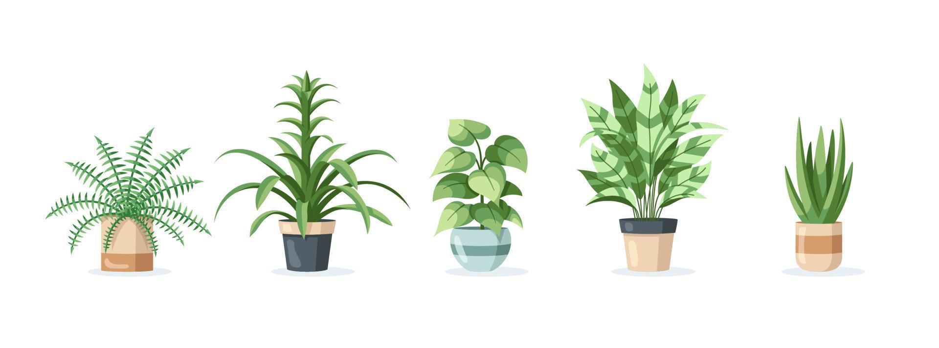 Set of home plants in pots isolated on white background vector