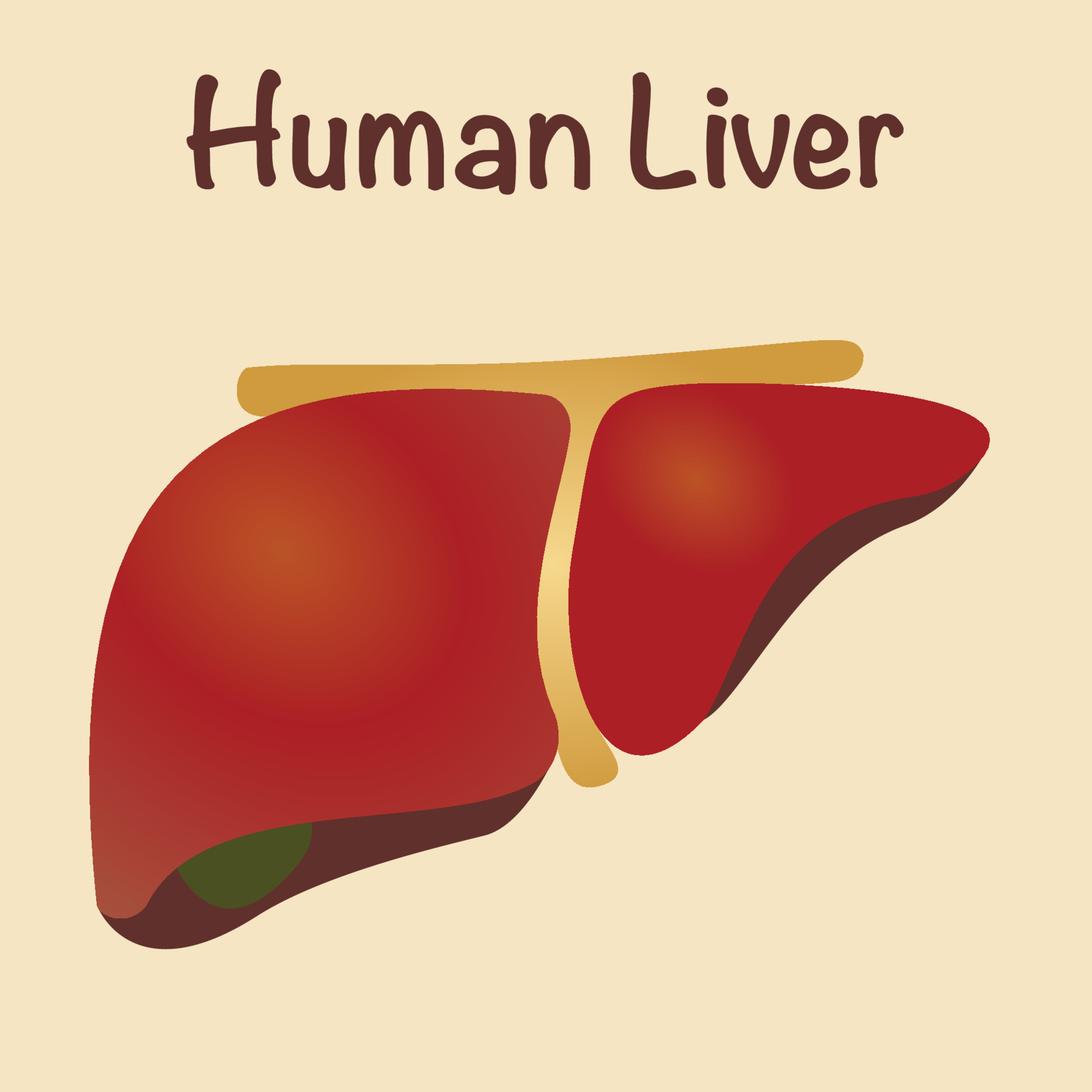 healthy human liver 6485474 Vector Art at Vecteezy