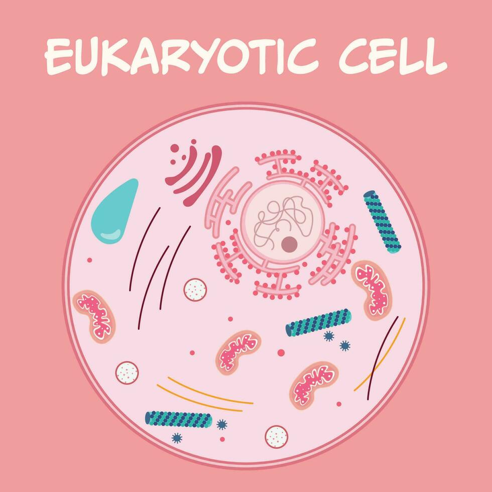 Diagram of a eukaryotic cell components vector