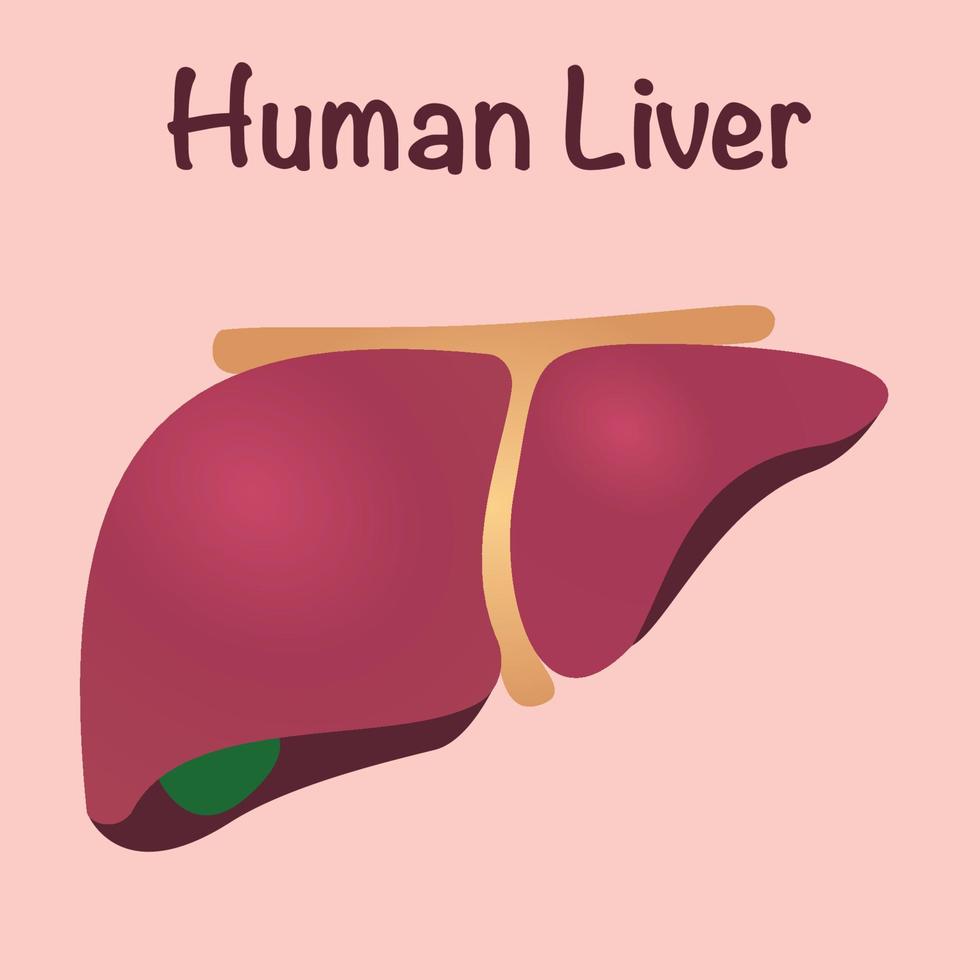 hígado humano sano vector