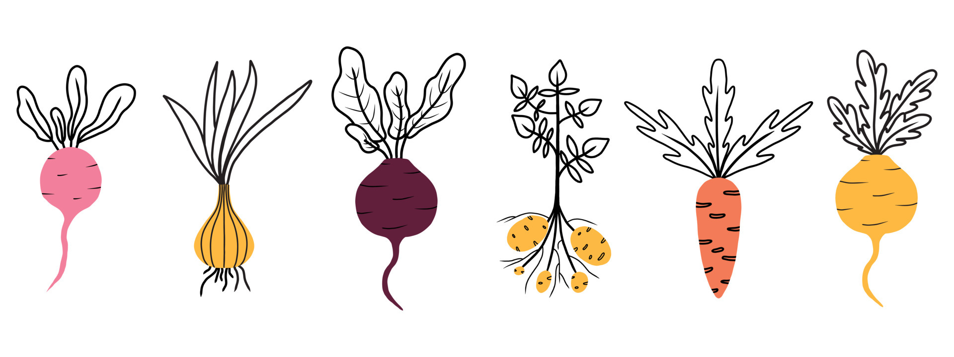 Illustration of a root vegetable. Onion, radish. beets, turnips, carrots, potatoes. Set of