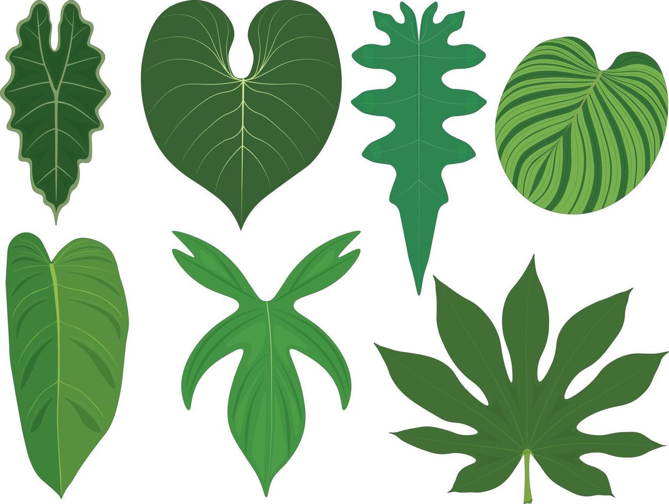 Tropical forest plants giant leaves collection vector illustration