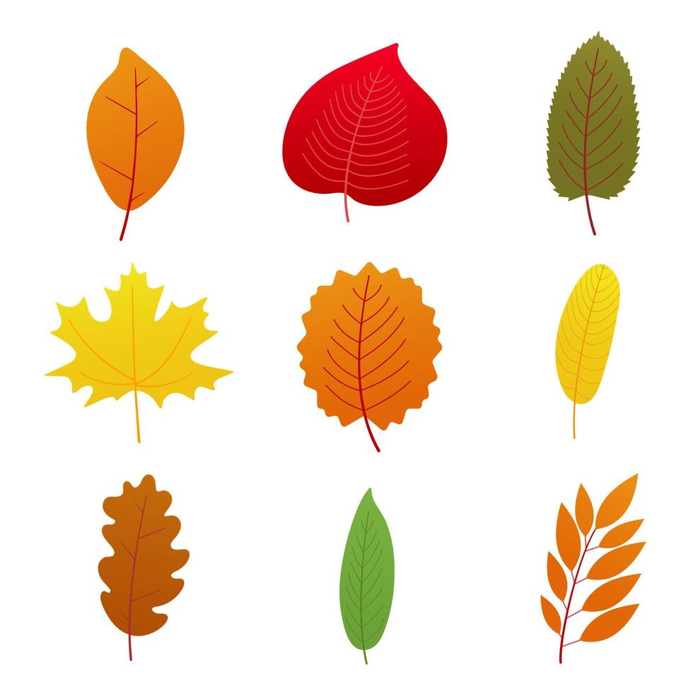 9 conjunto de hojas de otoño multicolor colección ilustración de vector de versión de degradado de diseño de estilo plano aislado sobre fondo blanco.