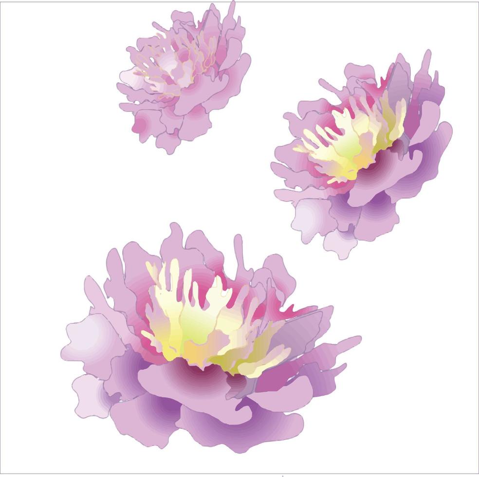 conjunto de peonías. flor dibujada a mano flores peonías, vector aislado