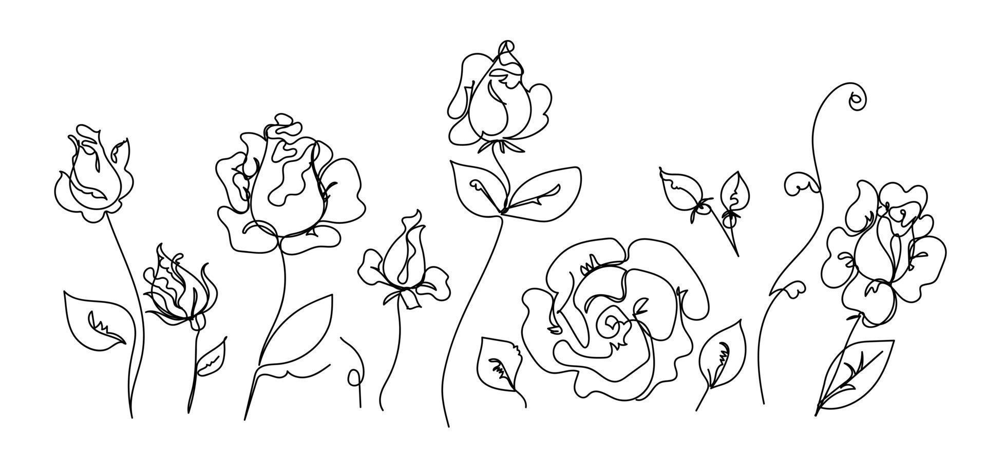 Rose continuous line set, outline sketch style vector abstract art.