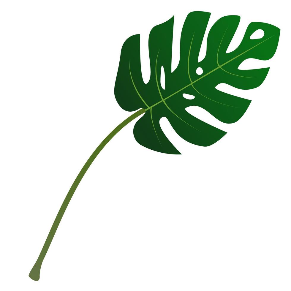 hoja de monstera aislada. vector