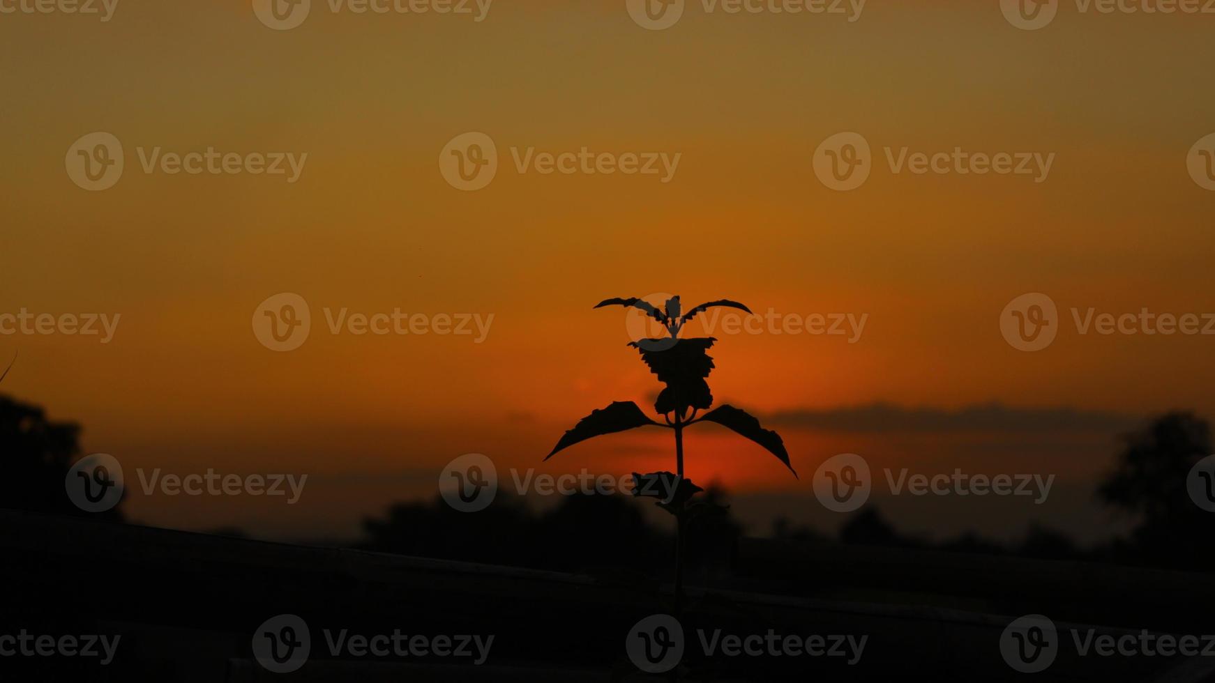 photo of leaves at sunset