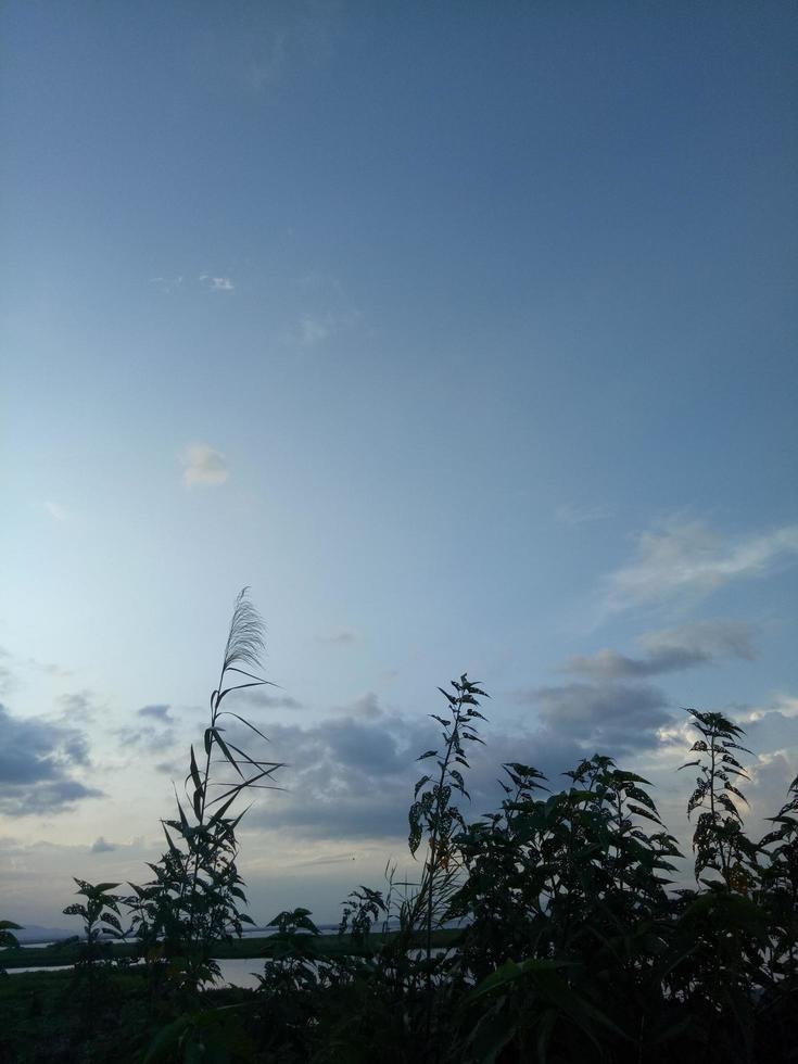 silueta de una rama de árbol en el fondo del cielo foto