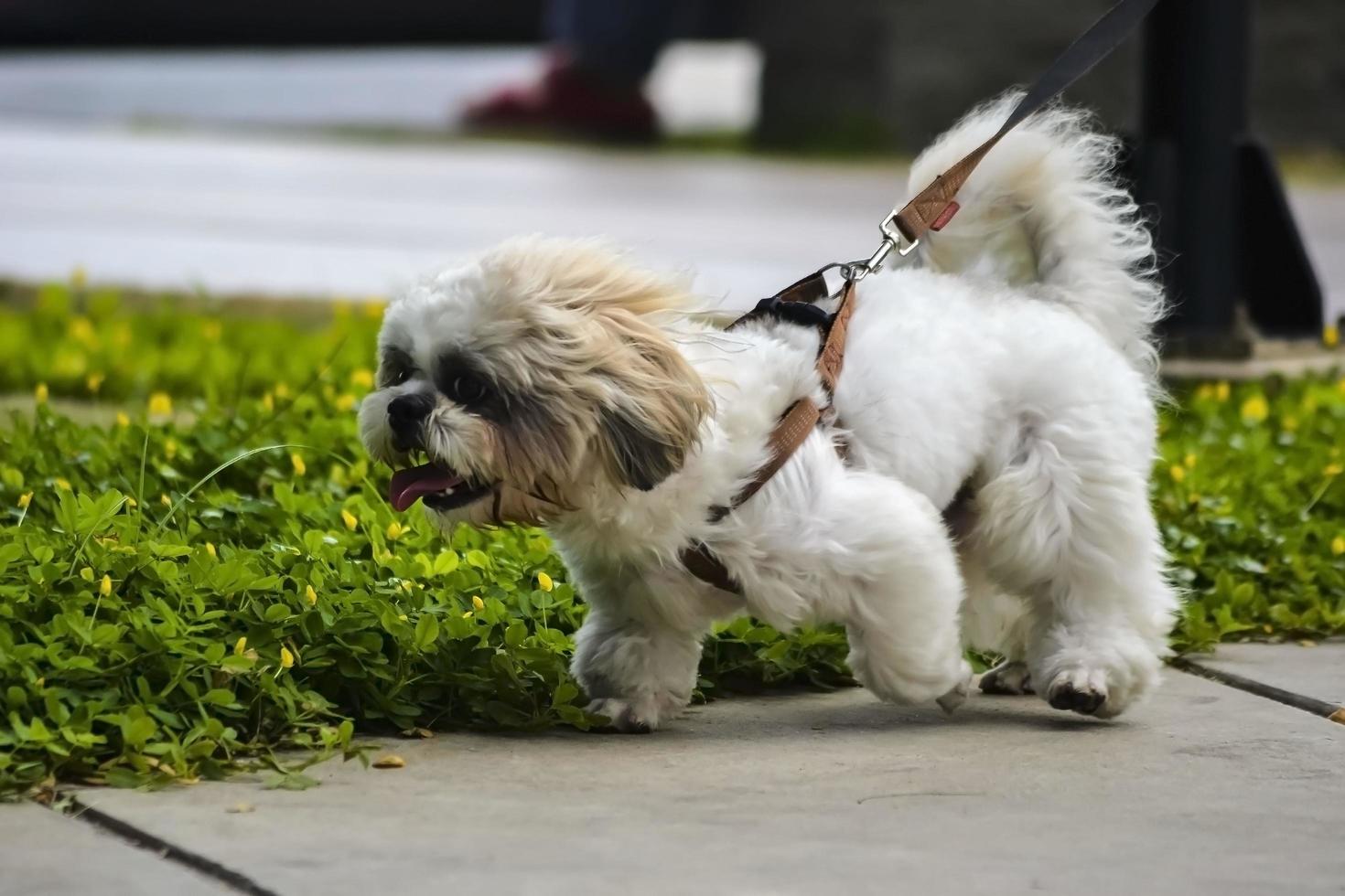 Beautiful maltese dog walking and playing in the park photo