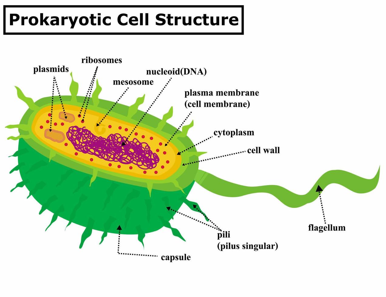 Prokaryotic cell structure diagram. A bacterial anatomy.A prokaryote is a cellular organism. vector