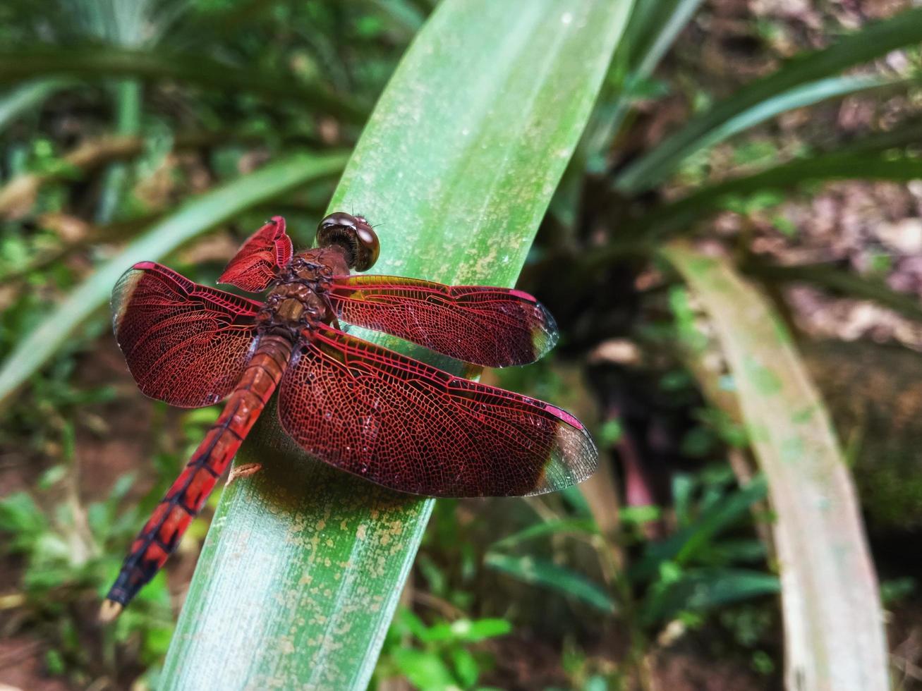 la hermosa libélula roja posada en las hojas para adjuntar al artículo de conocimiento sobre la naturaleza y los animales. foto