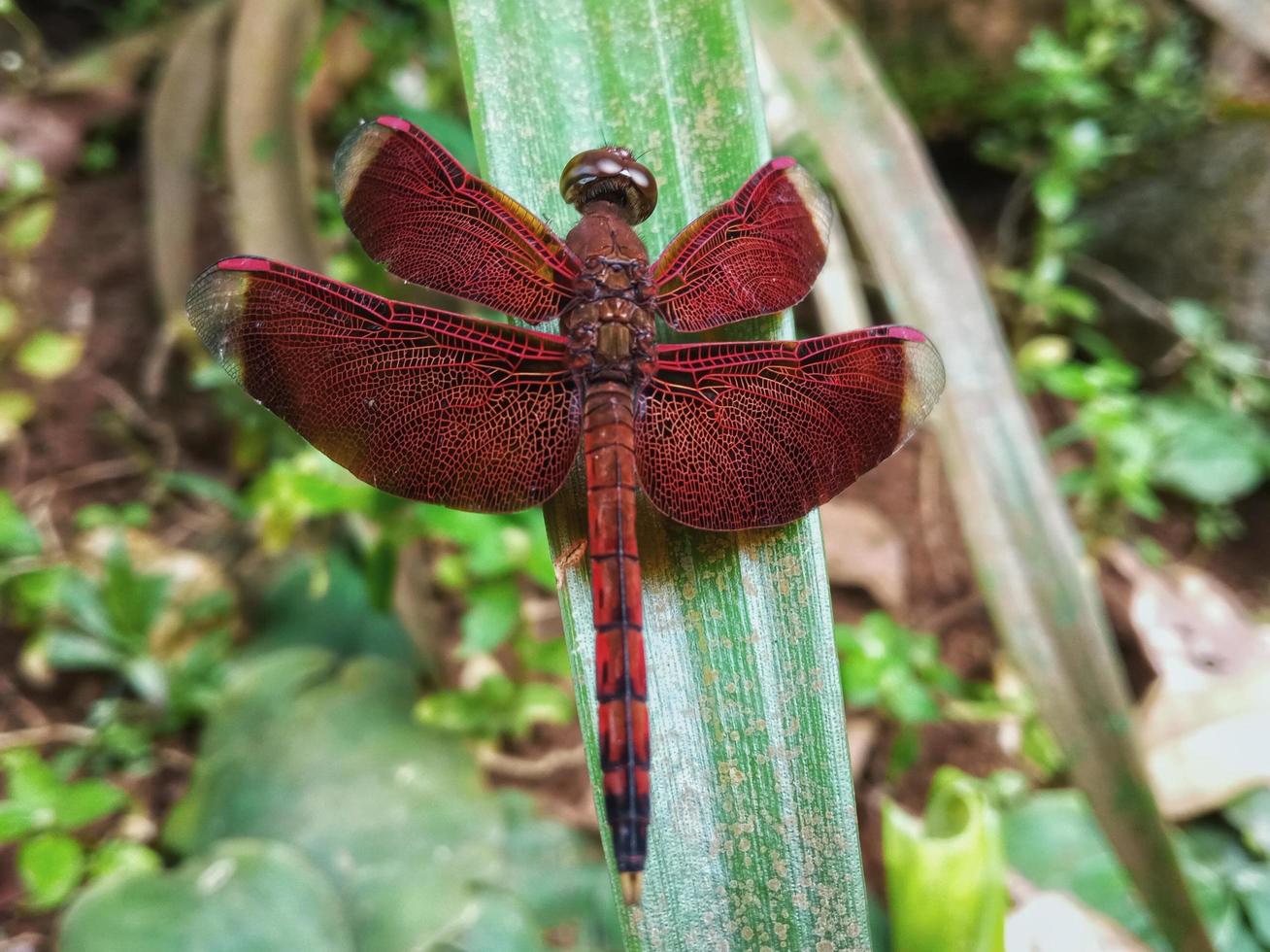 la hermosa libélula roja posada en las hojas para el archivo adjunto al artículo de conocimiento sobre la naturaleza y los animales. foto