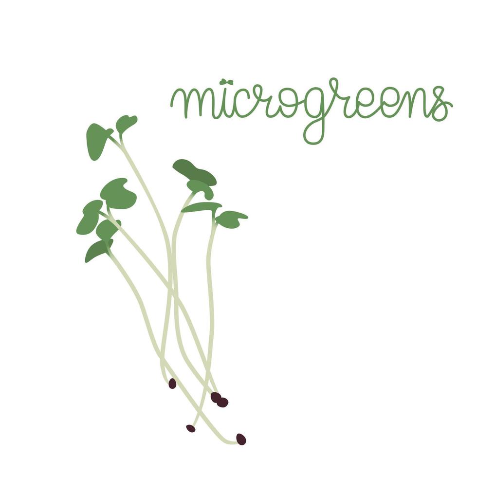 Microgreens young green sprouts. Vegetable greens vector illustration