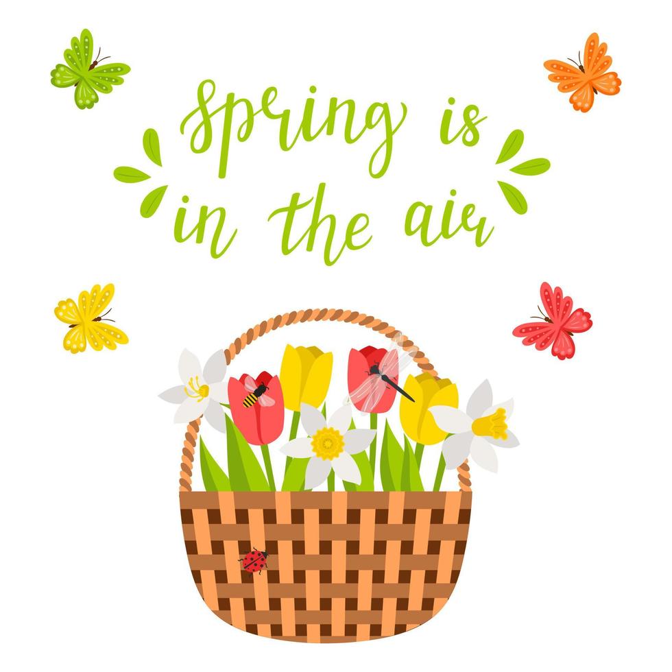 Wicker basket with spring flowers, tulips, daffodils, dragonfly, bee, butterflies. The words Spring is in the air. Bright color vector illustration, postcard in flat style. Isolated on white.