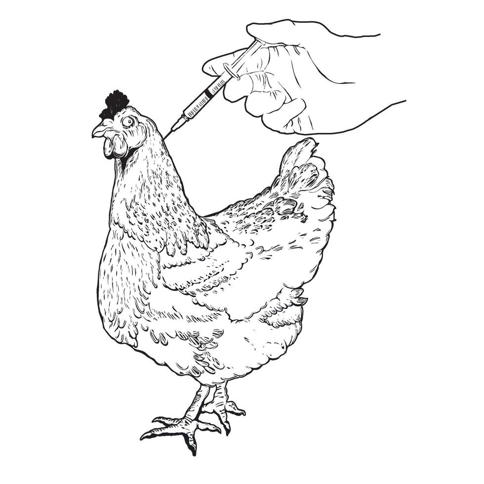 ilustración dibujada a mano de pollo. gallo gallina gallo aves aves vacunación pollo vector ilustración con dibujo texto en blanco