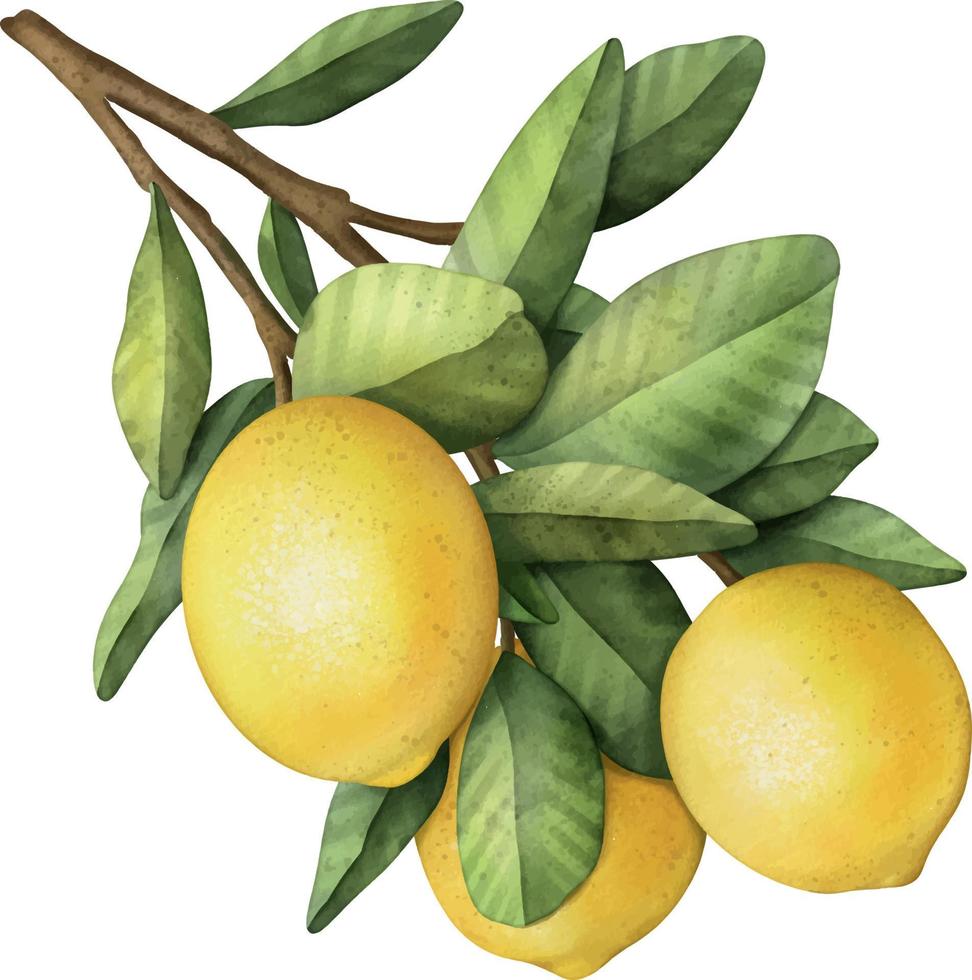 rama de acuarela dibujada a mano con limones y hojas verdes vector