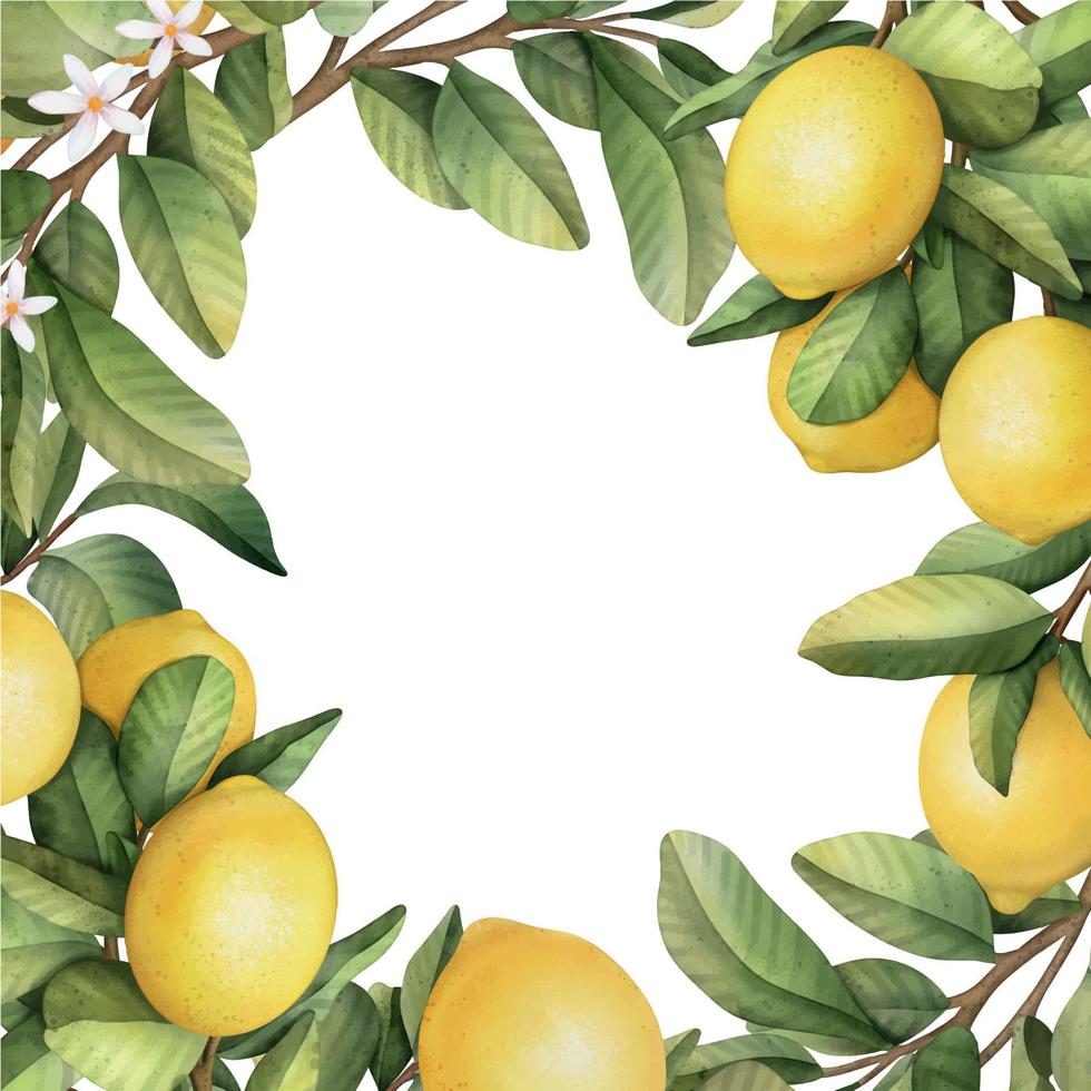 Hand drawn frame of watercolor lemon. Watercolor illustration wreath of lemon and leaves. vector