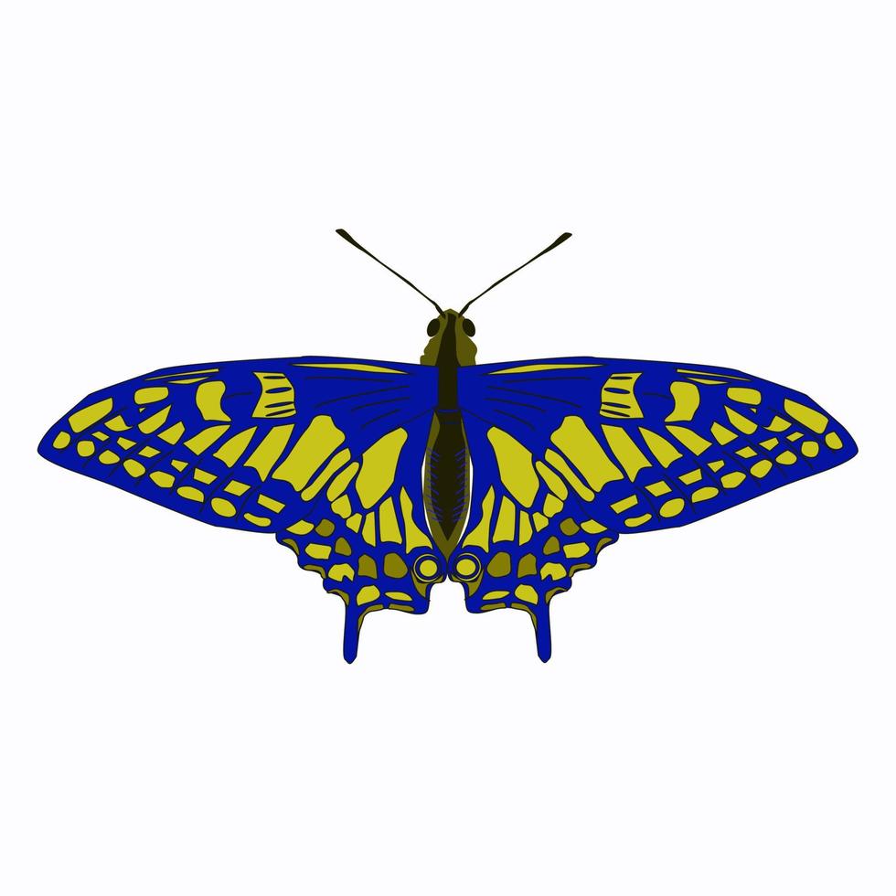 Yellow blue butterfly. vector