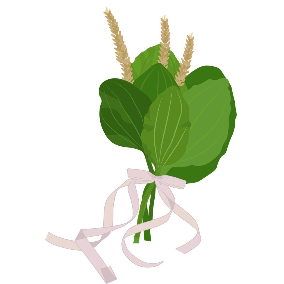 plantain vector stock illustration. Cute bouquet of wild herbs with a bow for a postcard. Medicinal rights from the meadow. Isolated on a white background.