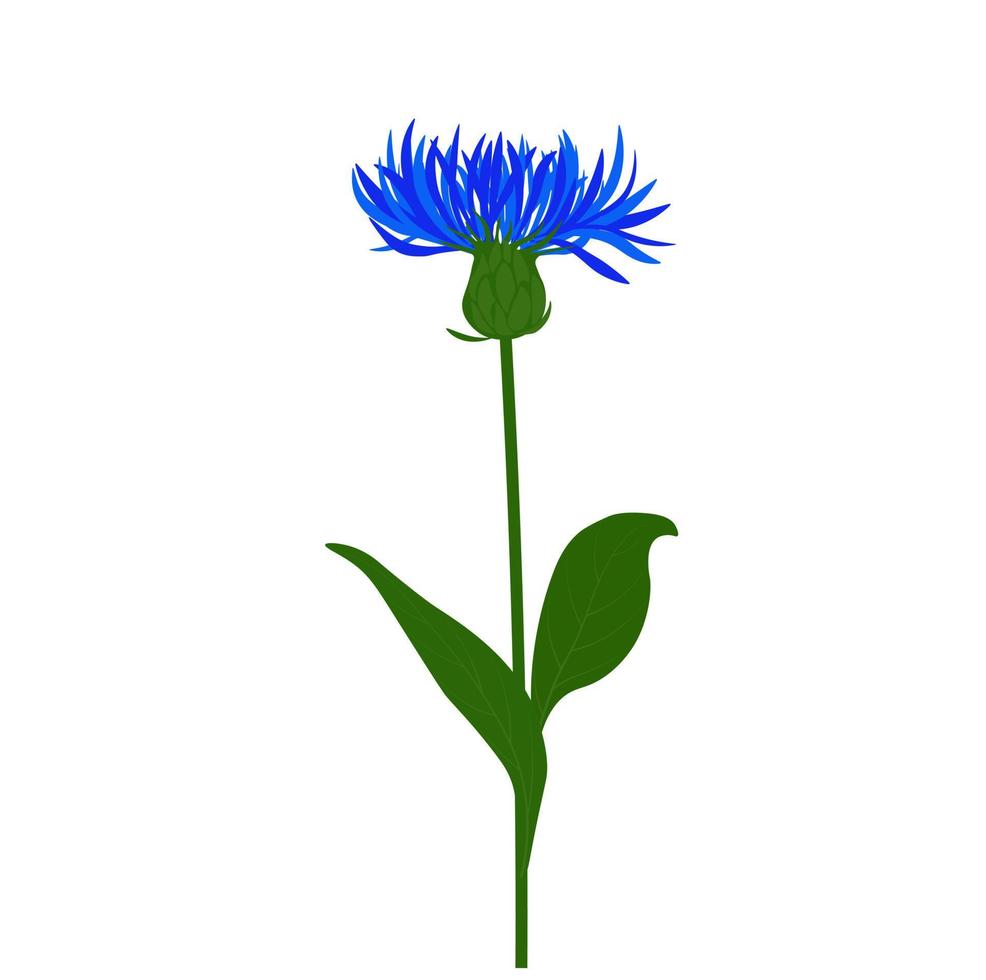 Cornflower vector stock illustration. Blue meadow flower. A field plant. Isolated on a white background.