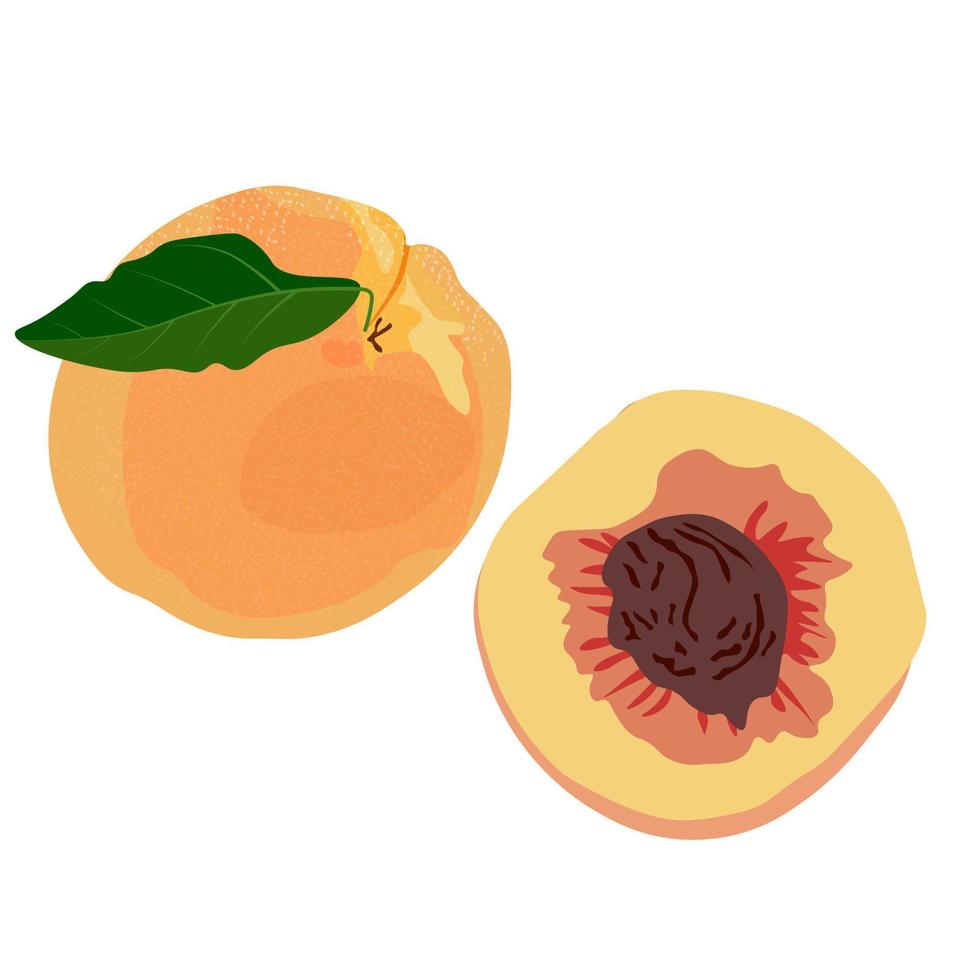 Peach vector illustration. Velvet Nectarine is a ripe Chinese fruit. Isolated on a white background.