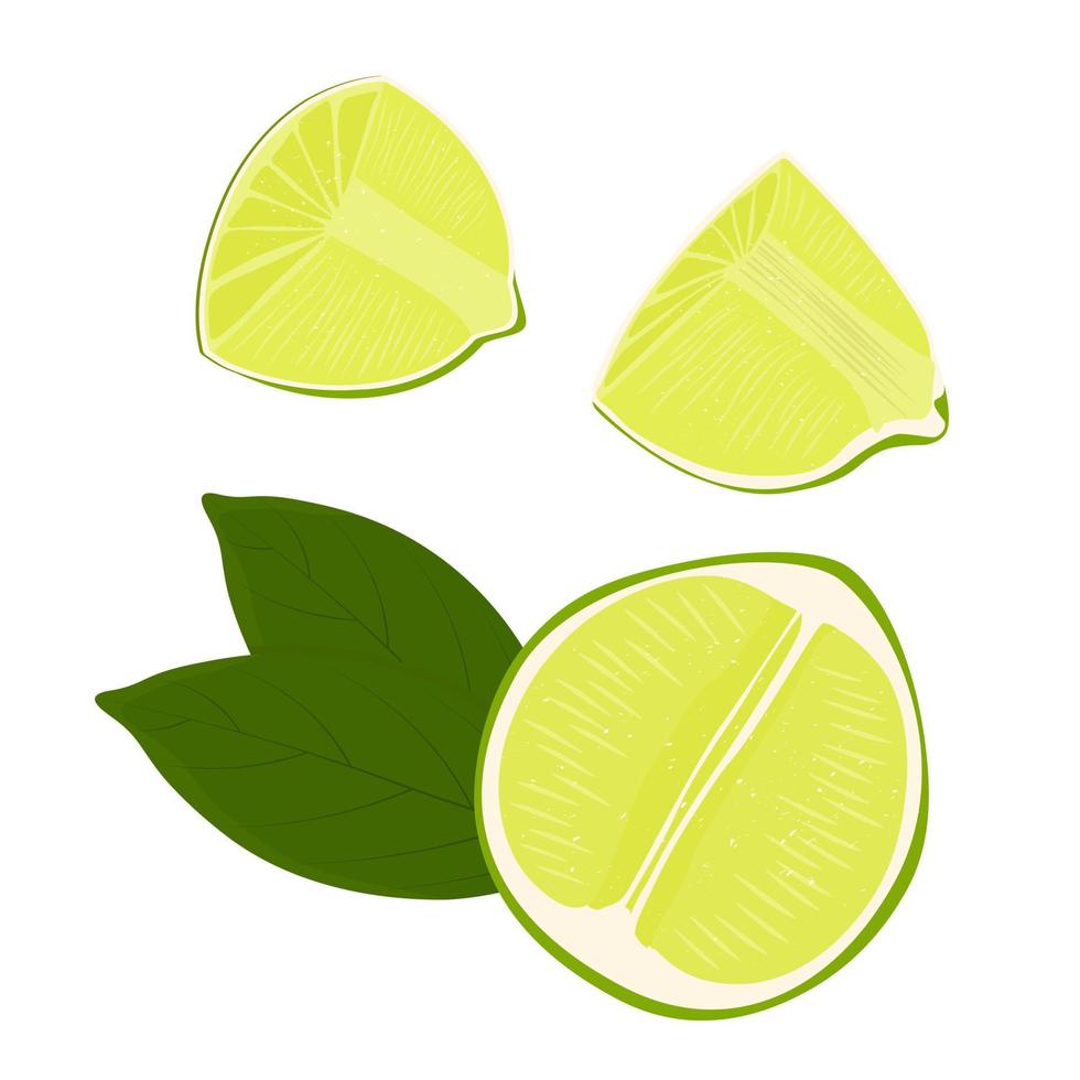 Lime vector stock illustration. Tropical sweet and sour fruit. Slices of citrus plant. Isolated on a white background.