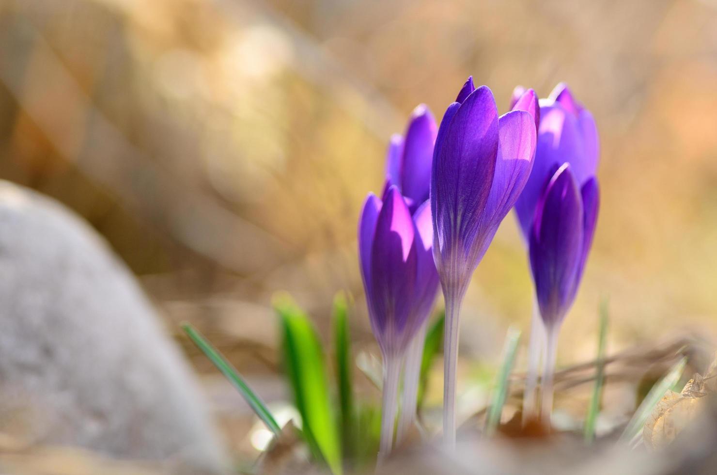 purple crocus and soft background photo