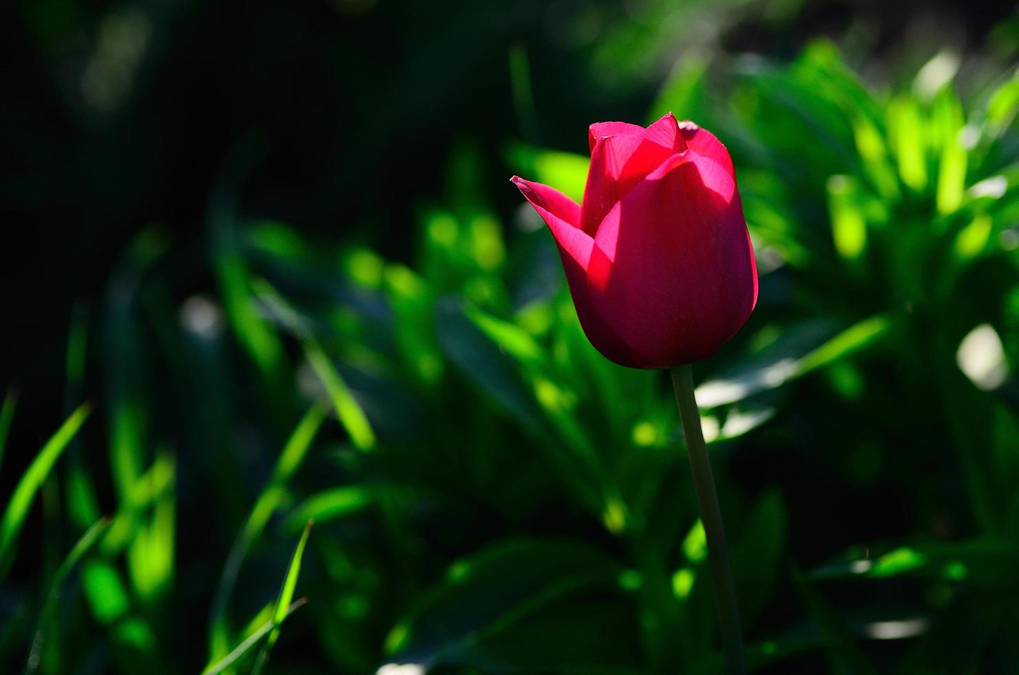 red tulip and green photo