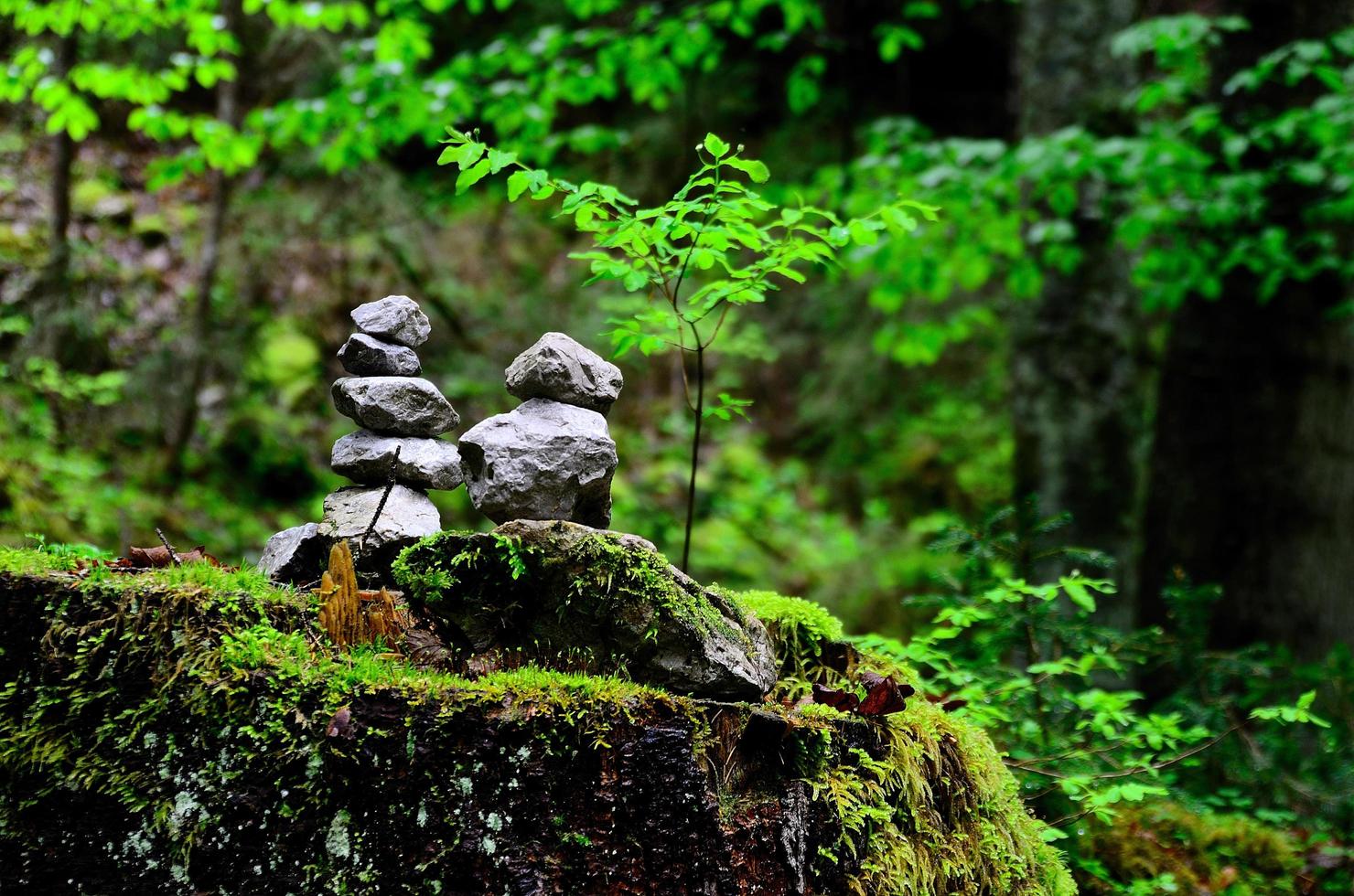 stones stacked in forest photo